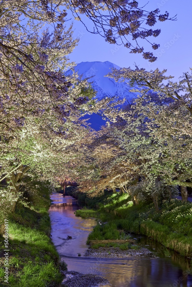 忍野の新名川の桜並木ライトアップと富士山　忍野八海