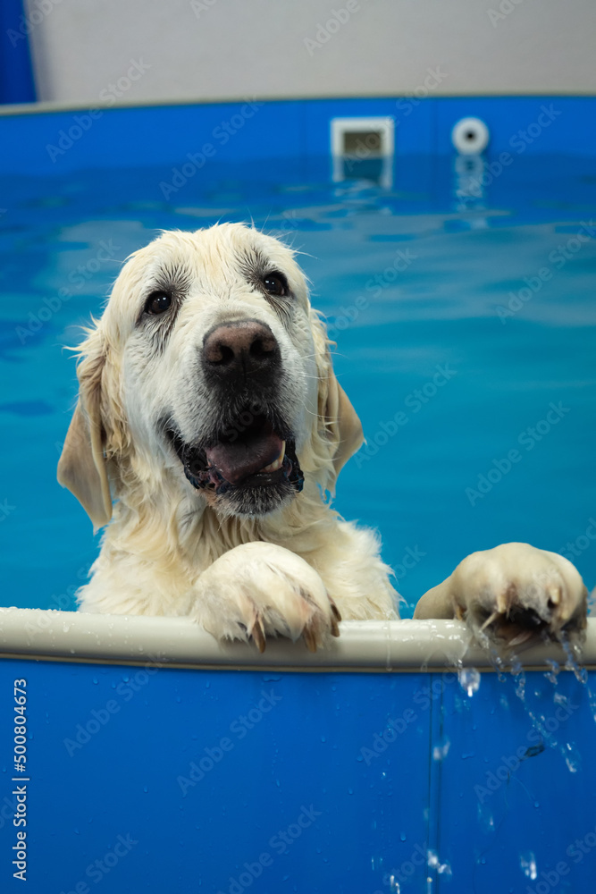 portrait of golden retriever dog training in the swimming pool. Pet rehabilitation. Recovery training prevention for hydrotherapy. pet health care