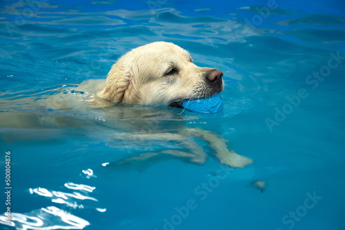 Картината върху платно golden retriever dog playing with ball in the swimming pool