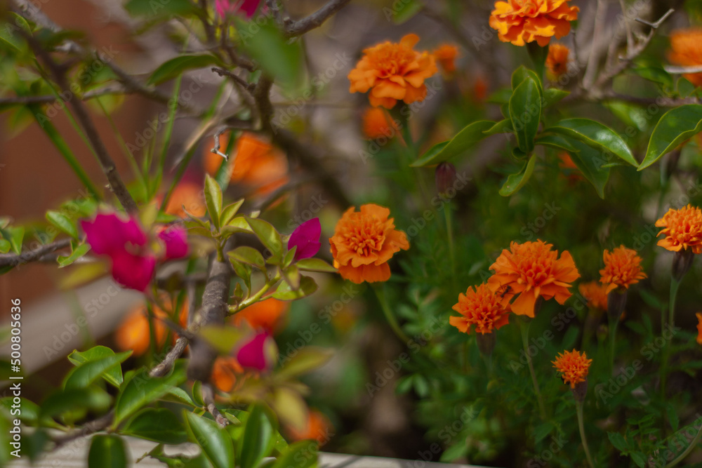 Flores do campo Flores do campo