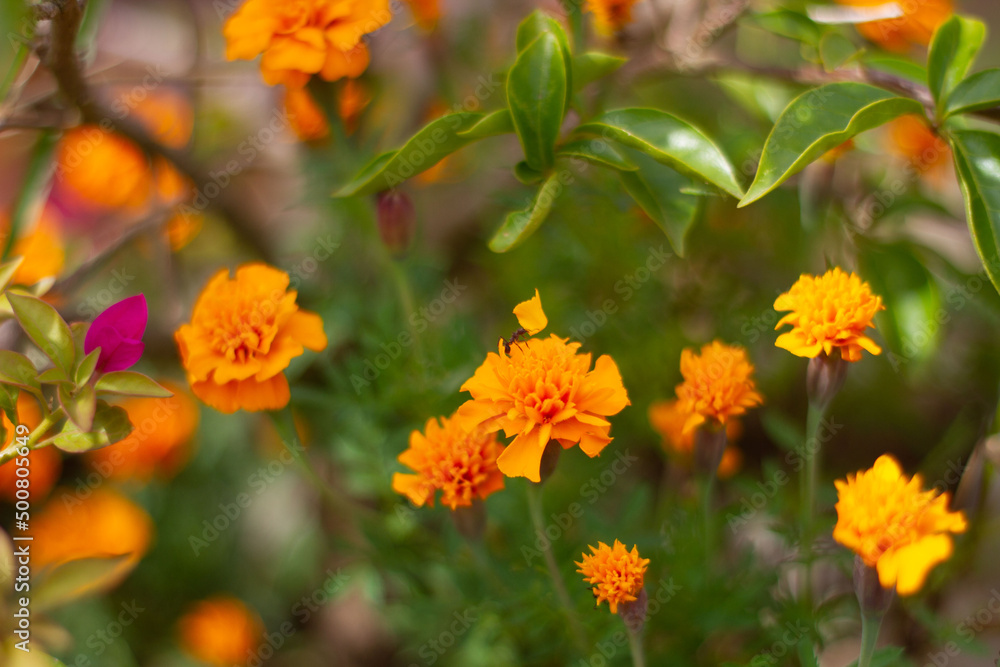 Flores do campo Flores do campo