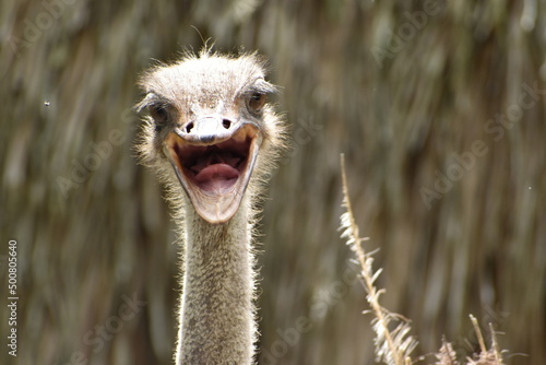 Fotografering Close-up of ostrich head with open beak