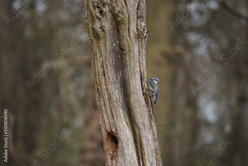 Blue tit foraging for food on a tree