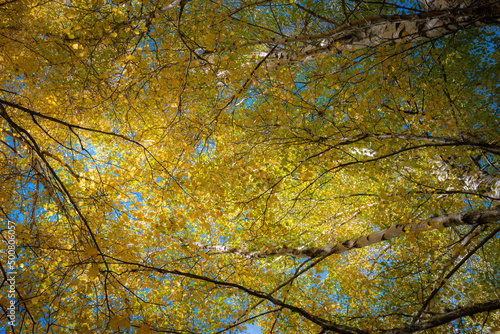 Abstract tree top branches and leaves in the forest