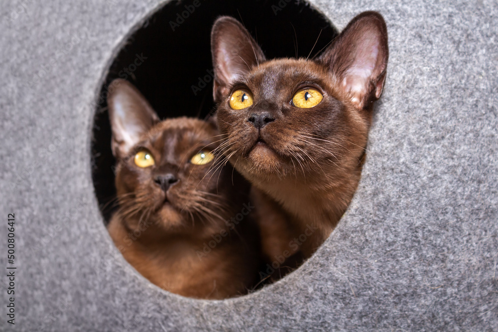 Obraz premium Portrait of two Burmese cats in house. 