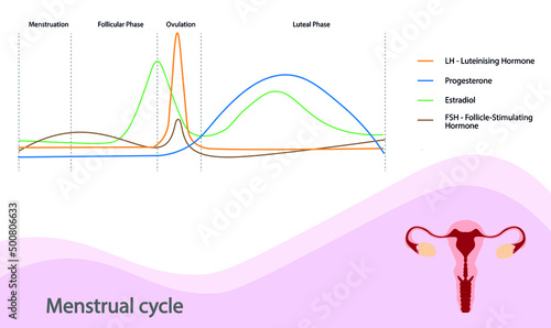 Menstrual cycle hormone phases chart photo