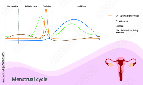 Menstrual cycle hormone phases chart