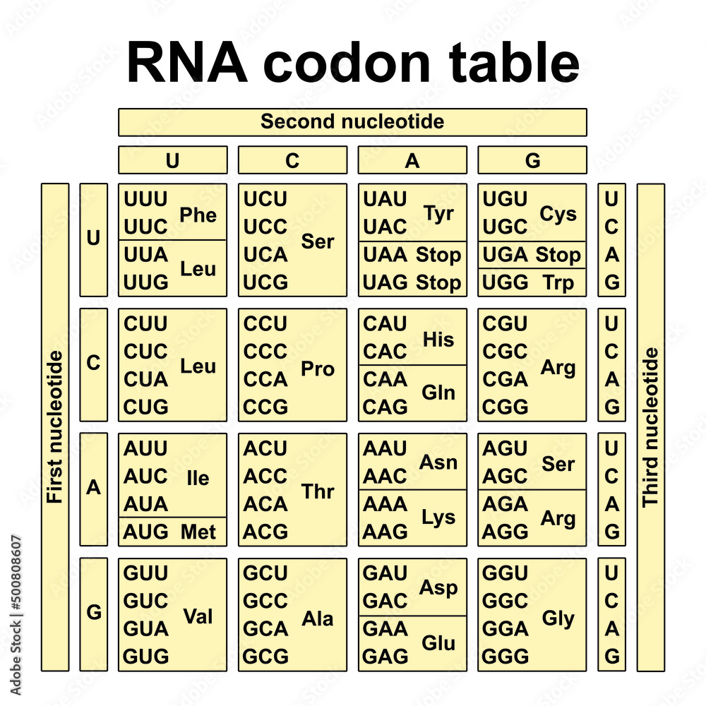 Colorful Designing Of RNA Codon Table. Colorful Symbols. Vector ...