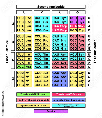 Colorful Designing Of RNA Codon Table. Colorful Symbols. Vector Illustration.