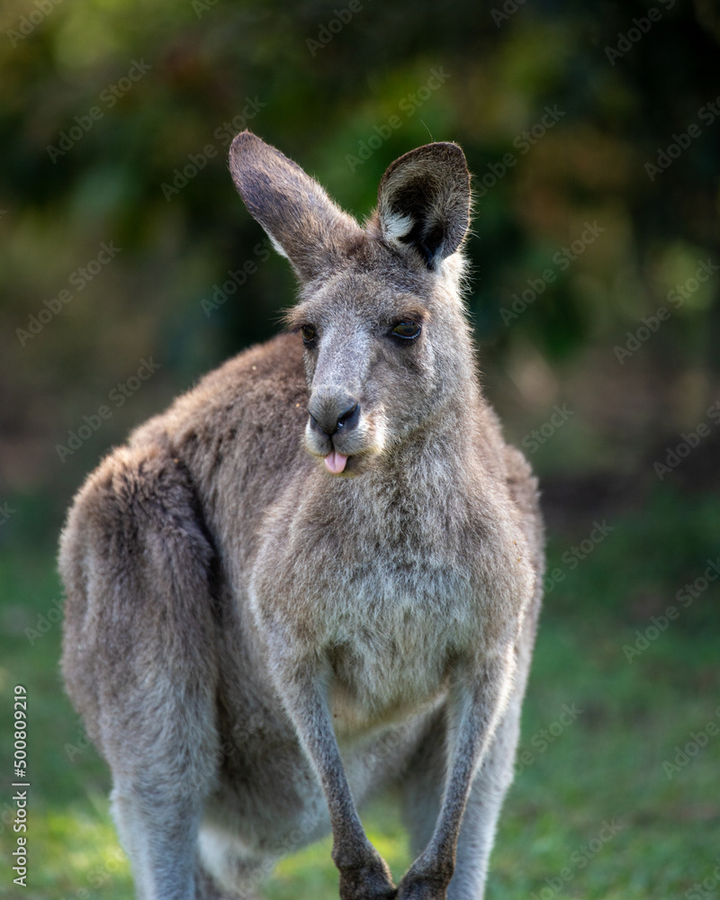 Grey Kangaroo in Australian Landscape
