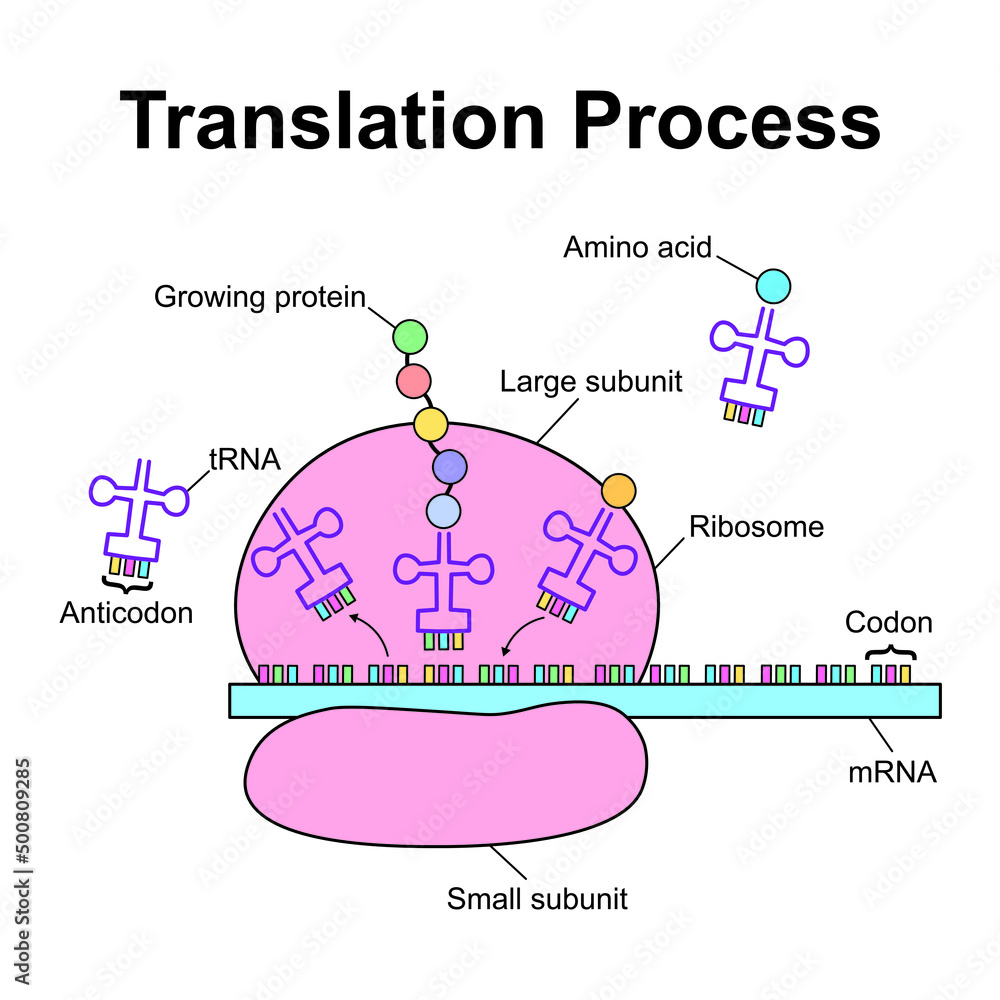 Scientific Designing Of Translation Process. Colorful Symbols. Vector ...