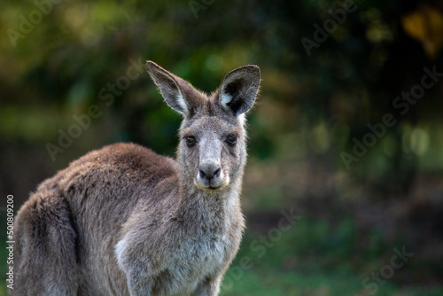 Grey Kangaroo in Australian Landscape
