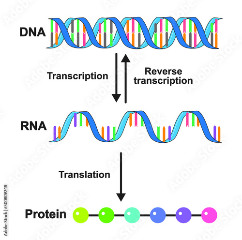 Scientific Designing Of Transcription And Translation Mechanism. Colorful Symbols. Vector Illustration. photo