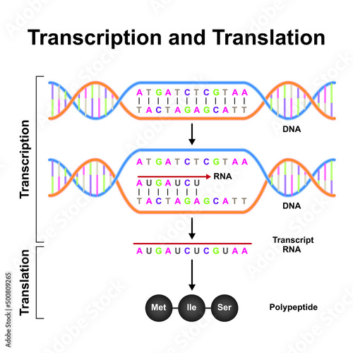 Scientific Designing Of Transcription And Translation Mechanism. Colorful Symbols. Vector Illustration.