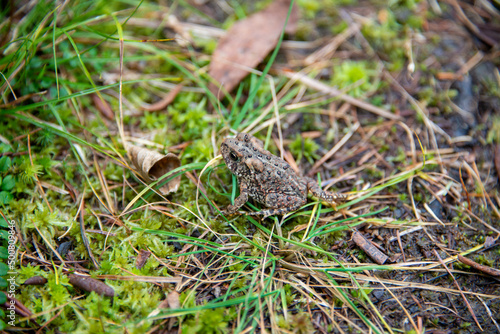 A common toad  amphibian  hiding among green grass  yellow leaves  swamp ground  and weeds. The aquatic reptile is small  camouflaged  slimy  and wet with brown warty bumps on the organism s back. 