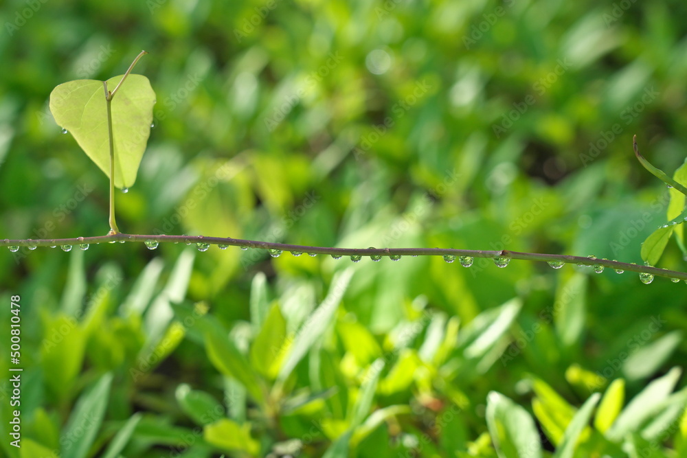 Tokyo, Japan - April 25, 2022: Raindrops on grass leaves illuminated with the rising sun
Tokyo, Japan - April 25, 2022: Raindrops on grass leaves illuminated with the rising sun