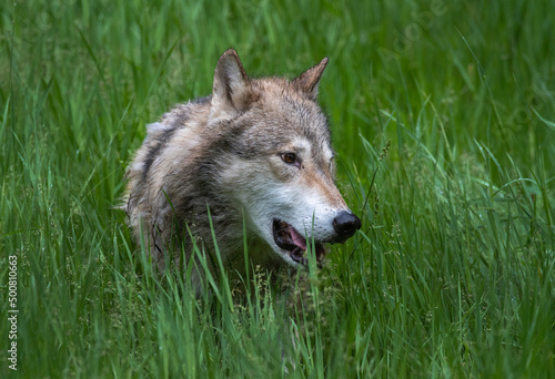 Tundra Wolf