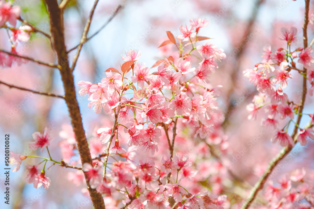 Sour cherry, Prunus cerasoides, Winter-blooming Wild Himalayan Cherry flowers, Chiang Mai, Thailand.