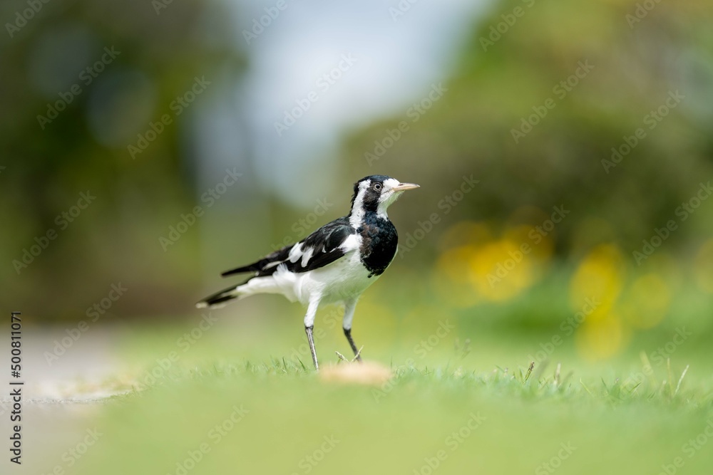 magpie bird in Australia. magpie bird in Australia.