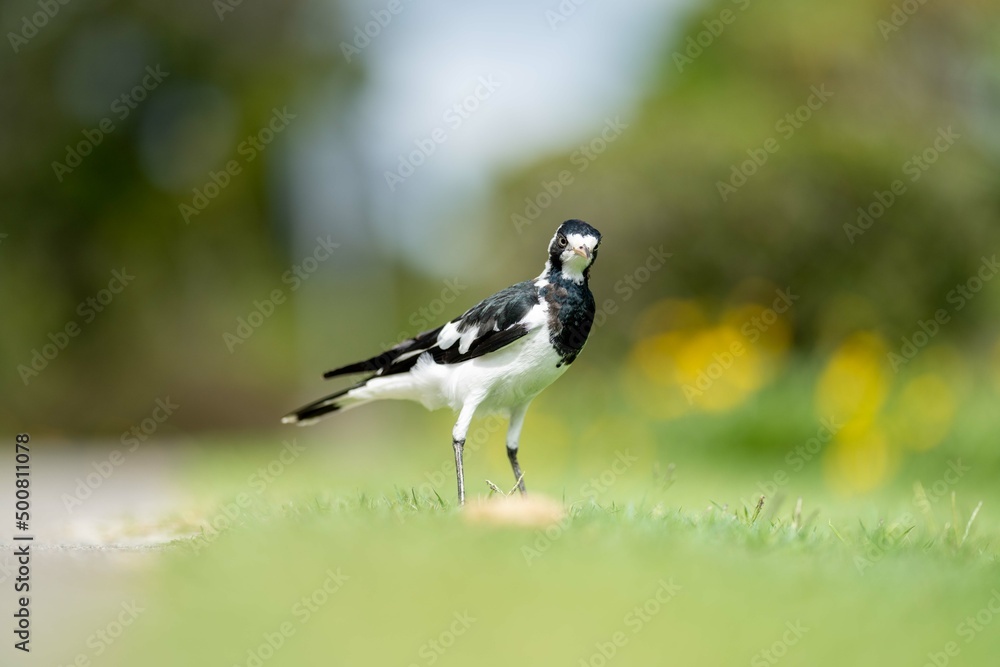magpie bird in Australia. magpie bird in Australia.