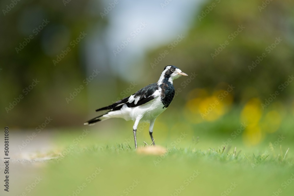 magpie bird in Australia. magpie bird in Australia.