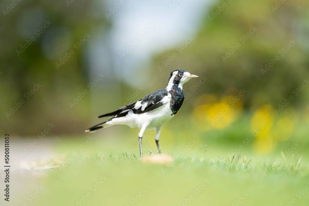 magpie bird in Australia. magpie bird in Australia.