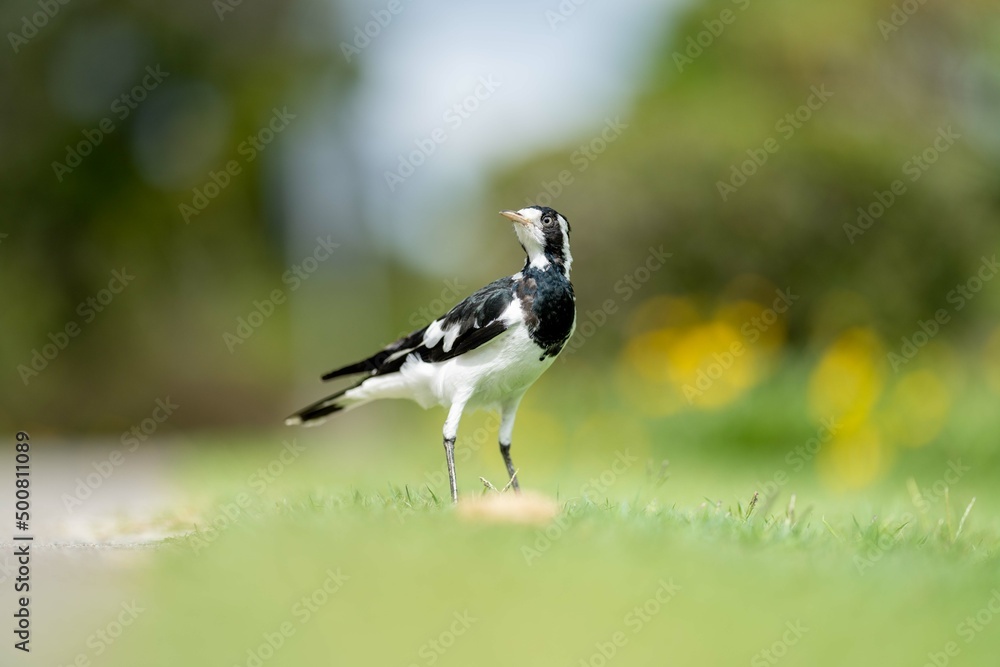 magpie bird in Australia. magpie bird in Australia.