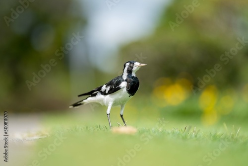 magpie bird in Australia.