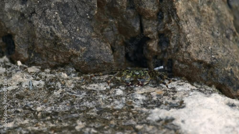 Wet sea dweller crawls near hole in rock on beach near sea. Wet sea inhabitant looks at nature around sitting on stone with sand near sea water closeup Wet sea dweller crawls near hole in rock on beach near sea. Wet sea inhabitant looks at nature around sitting on stone with sand near sea water closeup