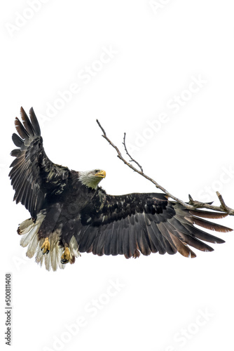 Bald eagle. Haliaeetus leucocephalus