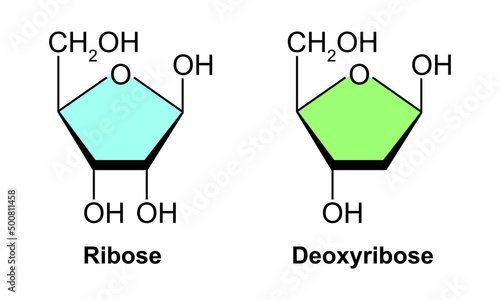 Chemical Structure Of Ribose And Deoxyribose. Ribose vs Deoxyribose. Vector Illustration. photo