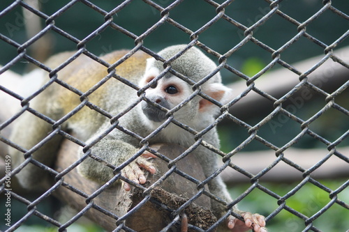 Mono en cautiverio, Zoológico, primate photo