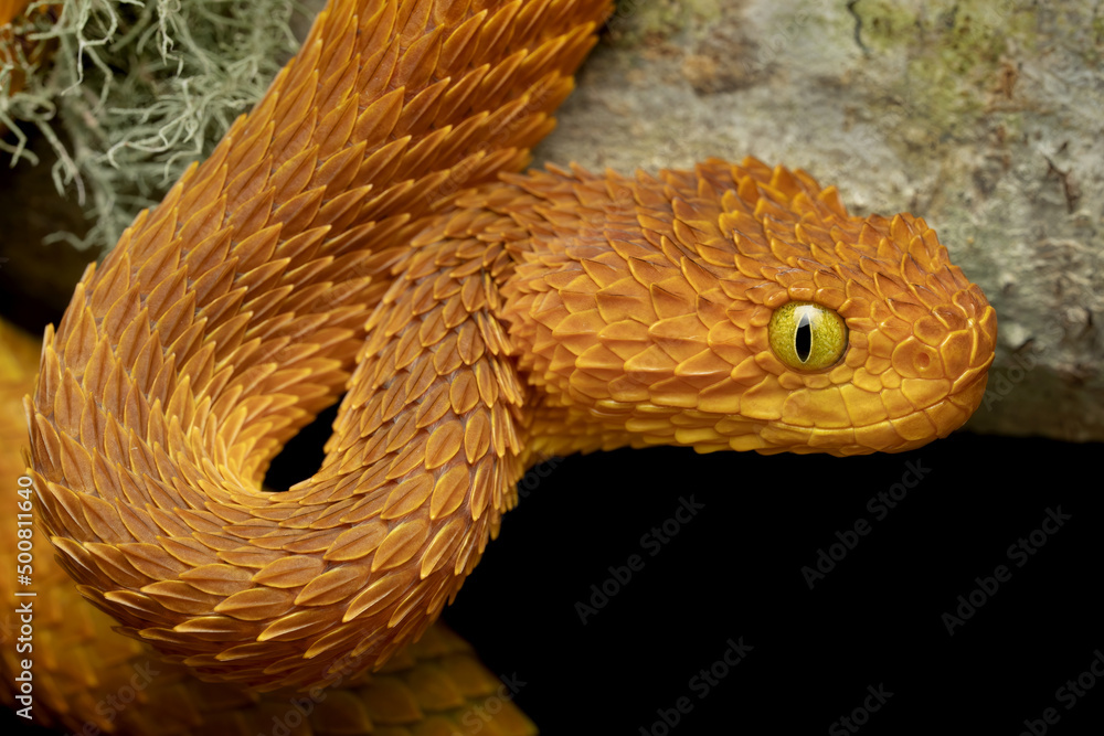 African Bush Viper (Atheris squamigera) Standard Vivarium Label – Cloud  Forest Design