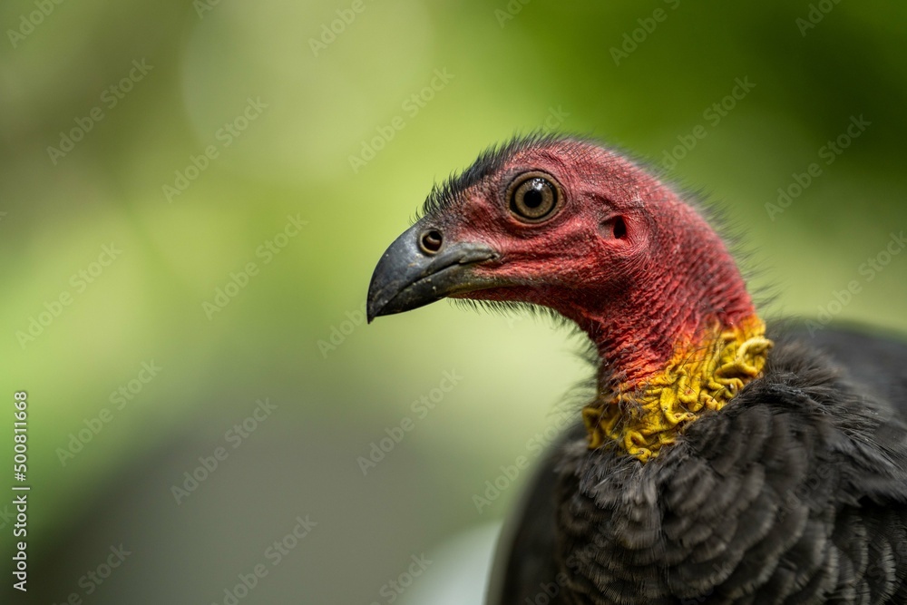Local birds in queensland australia Local birds in queensland australia