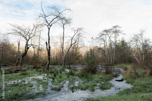 View of a stream and bare trees near Orick, Humboldt County, California, USA. photo