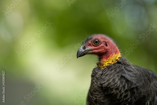 close up of a bush turkey in queensland Australia