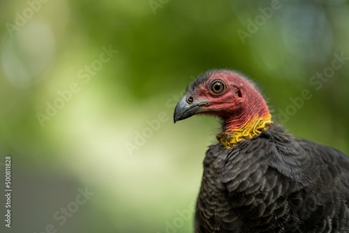 close up of a bush turkey in queensland Australia