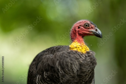 close up of a bush turkey in queensland Australia