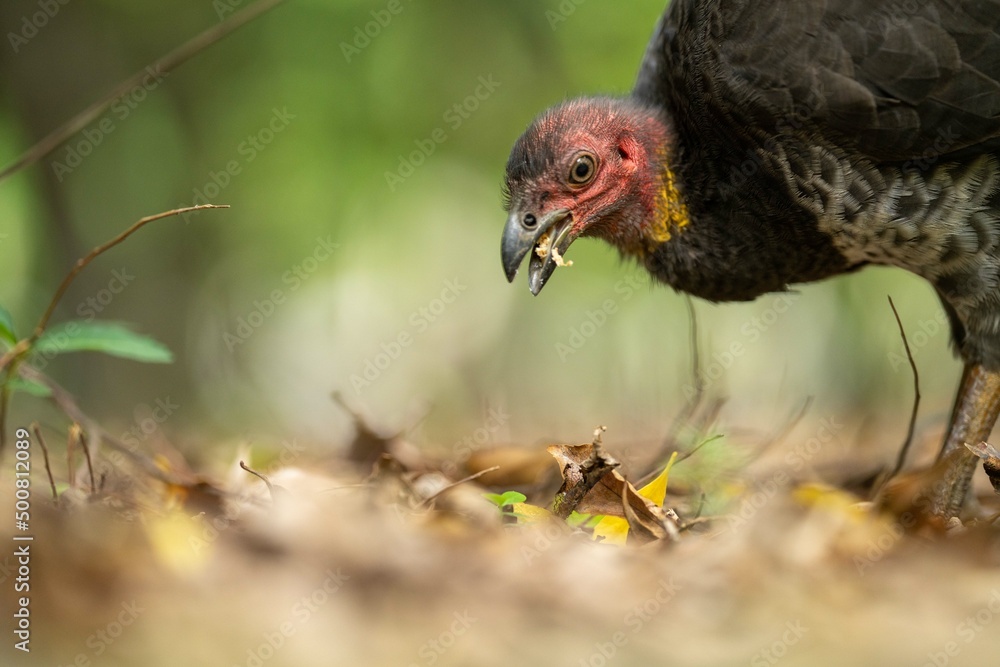 close up of a bush turkey in queensland Australia close up of a bush turkey in queensland Australia