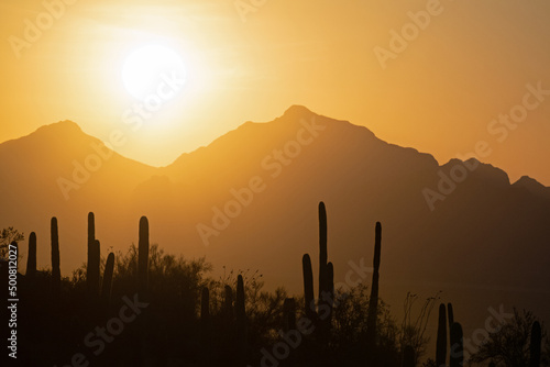 Sunset in the sonoran desert