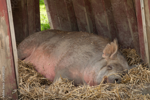 Tamworth pig sleeping on hay in a red barn. photo