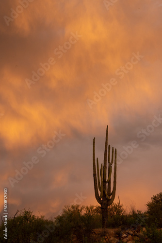 Stormy sunset and a lone Saguaro Cactus