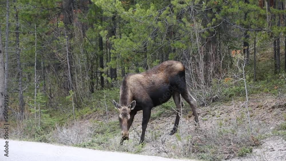 Female moose, Canada Female moose, Canada