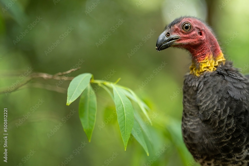 close up of a bush turkey in queensland Australia close up of a bush turkey in queensland Australia