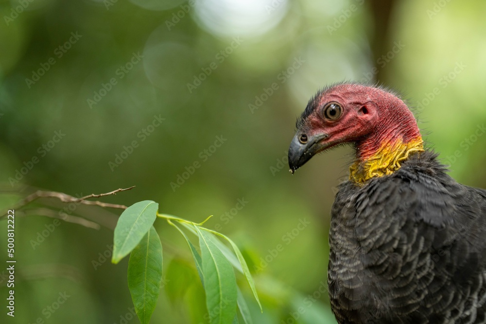 close up of a bush turkey in queensland Australia close up of a bush turkey in queensland Australia