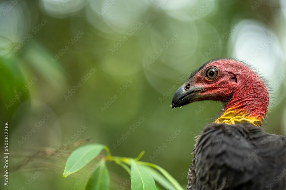 close up of a bush turkey in queensland Australia