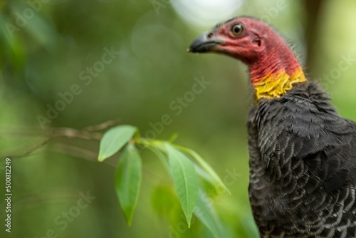 close up of a bush turkey in queensland Australia