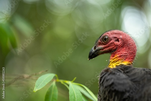 close up of a bush turkey in queensland Australia