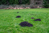 Fresh mole hill exposes very healthy dirt in the middle of a lush green lawn, pest damage
