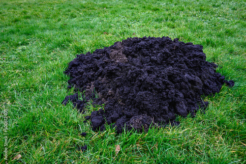 Fresh mole hill exposes very healthy dirt in the middle of a lush green lawn, pest damage 